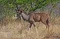201 Ongava game reserve, little ongava, kudu